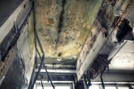 Mold Odor Removal Services in Sedalia, MO